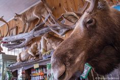 a moose head mounted to the side of a wall next to shelves with deer heads on it