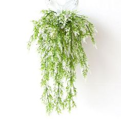 a plant hanging from the side of a white wall