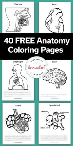 coloring pages with the words 40 free anatomy coloring pages