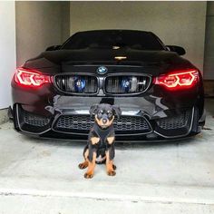 a small dog sitting in front of a black bmw car with it's lights on