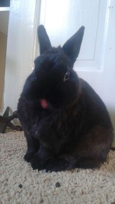 a black rabbit sitting on the floor in front of a door and looking at the camera