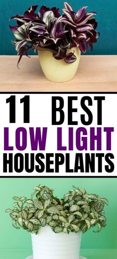 the best low light houseplants to grow in pots and potted planters