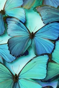 a bunch of purple and white butterflies