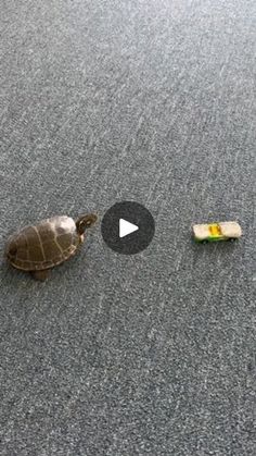 a turtle is walking on the ground next to a banana and an egg in it's shell