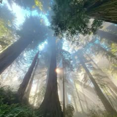 the sun shines through tall trees in a foggy forest