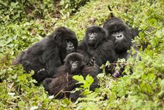 a group of gorillas sitting in the middle of some bushes and trees, with one looking at the camera