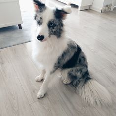 a black and white dog sitting on top of a hard wood floor