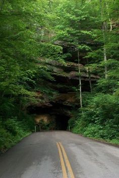 an empty road in the middle of a forest with trees on both sides and a tunnel at the end