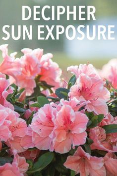 pink flowers with text overlay that reads, how to plant and care for the decipher sun exposure