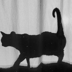 a black cat standing on top of a white curtain