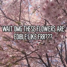 pink flowers with the words wait omg these flowers are edible like frr?