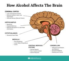 Alcoholic Person, Parts Of The Brain, Alcohol Awareness Activities, Alcoholic Brain, High Functioning Alcoholic, Brain Parts And Functions, Effects Of Alcohol On The Brain, History Of Alcohol