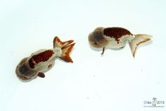 two brown and white fish sitting next to each other on a white surface with water