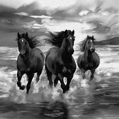 three black horses running through the water