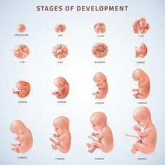 4 Weeks Pregnant, Body Changes During Pregnancy, Week By Week Pregnancy, 5 Weeks Pregnant, 12 Weeks Pregnant, Embryonic Development, Stages Of Development, 20 Weeks Pregnant, Zestaw Ikon