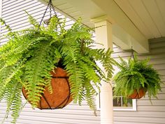 two hanging planters filled with green plants on the front porch, next to a white house