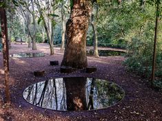 a tree in the middle of a forest with water reflecting it's leaves on the ground