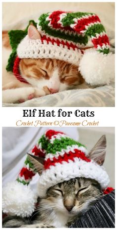 a cat wearing a knitted christmas hat with pom poms