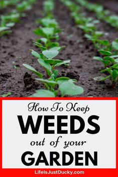 the words how to keep weeds out of your garden