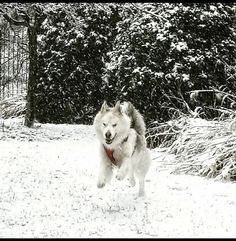 a dog is running in the snow near some bushes