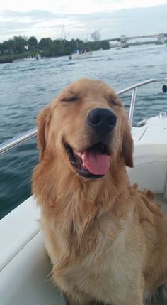 a golden retriever is sitting on the bow of a boat and smiling at the camera