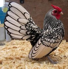 a black and white chicken standing on some wood shavings