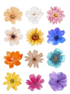 an assortment of different colored flowers on a white background