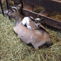 two baby goats are sitting in the hay