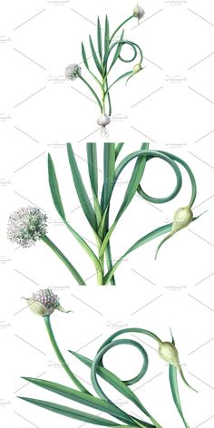 three different types of flowers and leaves on a white background, each with green stems