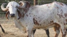 an animal with large horns standing in the dirt