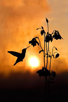 the sun is setting behind a silhouette of a hummingbird flying over a plant with flowers