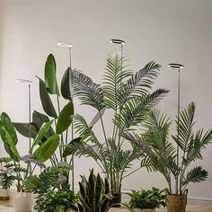 several potted plants are arranged on a table in front of a white wall and floor