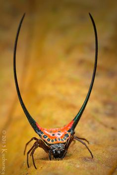 an orange and green bug with long black horns on it's back legs sitting on a leaf