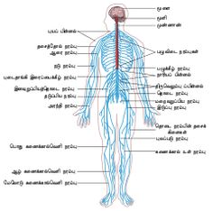 the human nervous system labeled in blue with all its major branches and peripherals highlighted