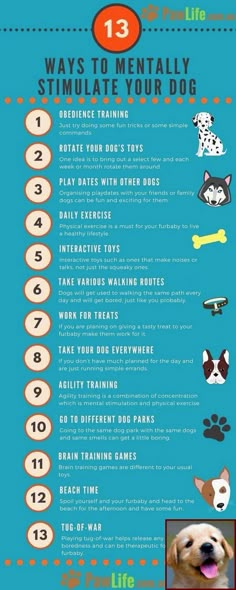 a poster with instructions on how to train your dog