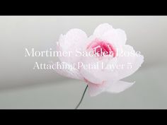 a pink flower with the words, morning sagiter rose attaching petal layer 5