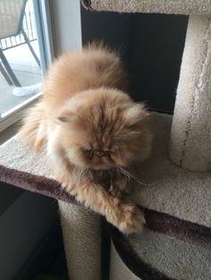 a fluffy cat laying on top of a scratching post