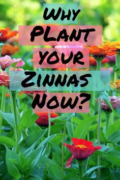 flowers with the words why plant your zinnas now? in black and pink