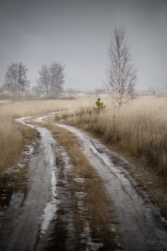 a dirt road in the middle of a field with tall grass and trees on both sides