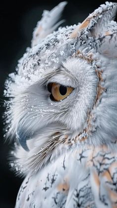 an owl with snow on its face and eyes