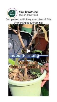 someone is holding a potted plant in their hand and the caption reads, what to do about composted soil?