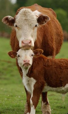 two brown and white cows standing next to each other