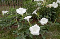 some white flowers are growing in the grass