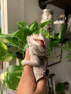 a small lizard sitting on top of a persons hand next to a green leafy plant