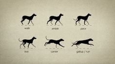 the silhouettes of different animals are shown in black and white, with words describing them