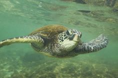 a sea turtle swimming in the water with its head above the water's surface