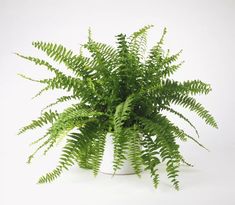 a fern plant in a white vase on a white background with room for text or image