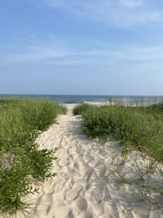 the path to the beach is lined with tall grass