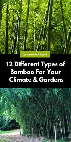 bamboo trees with text that reads 12 different types of bamboo for your climate and gardens