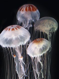 three jellyfish are swimming in the water